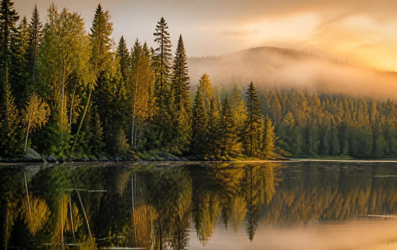 Pines and birch reflected in a calm northern Minnesota lake at sunrise